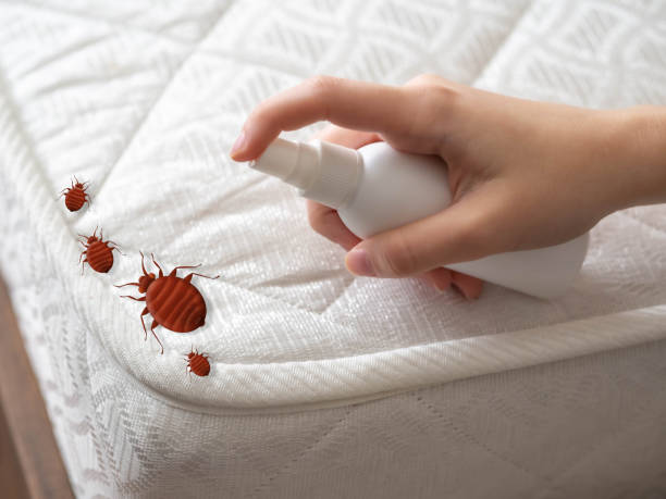 Pest Prevention Services in Miami Shores, FL